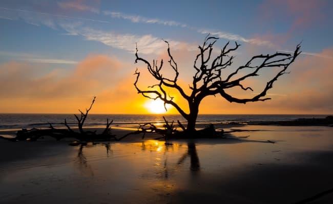 A deadwood tree on the beach at sunset on the Georgia coast.