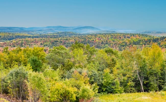 view of lush forest on Vermont Mountains