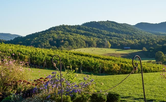 lush green hillside in Virginia Wine Country