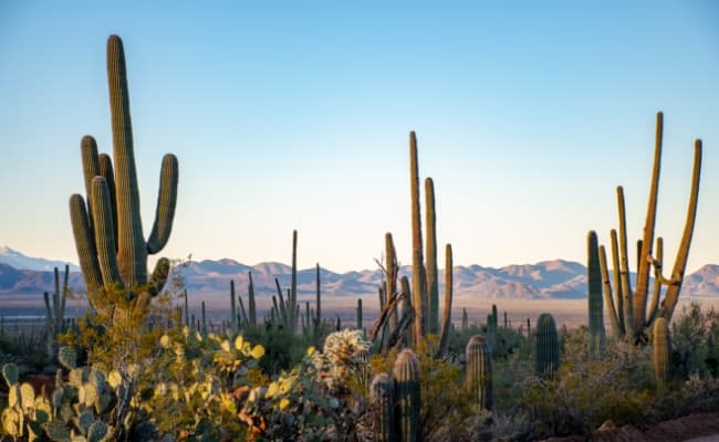 Arizona mountains surrounded by cacti