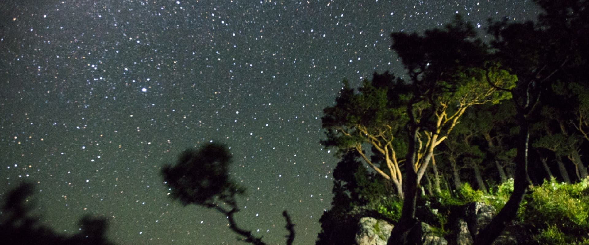 Looking up at the milky way at night from underneath trees