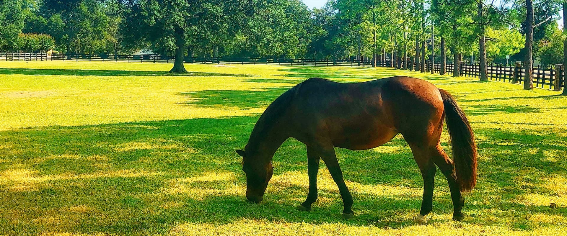 A horse eating grass in the Texas countryside.