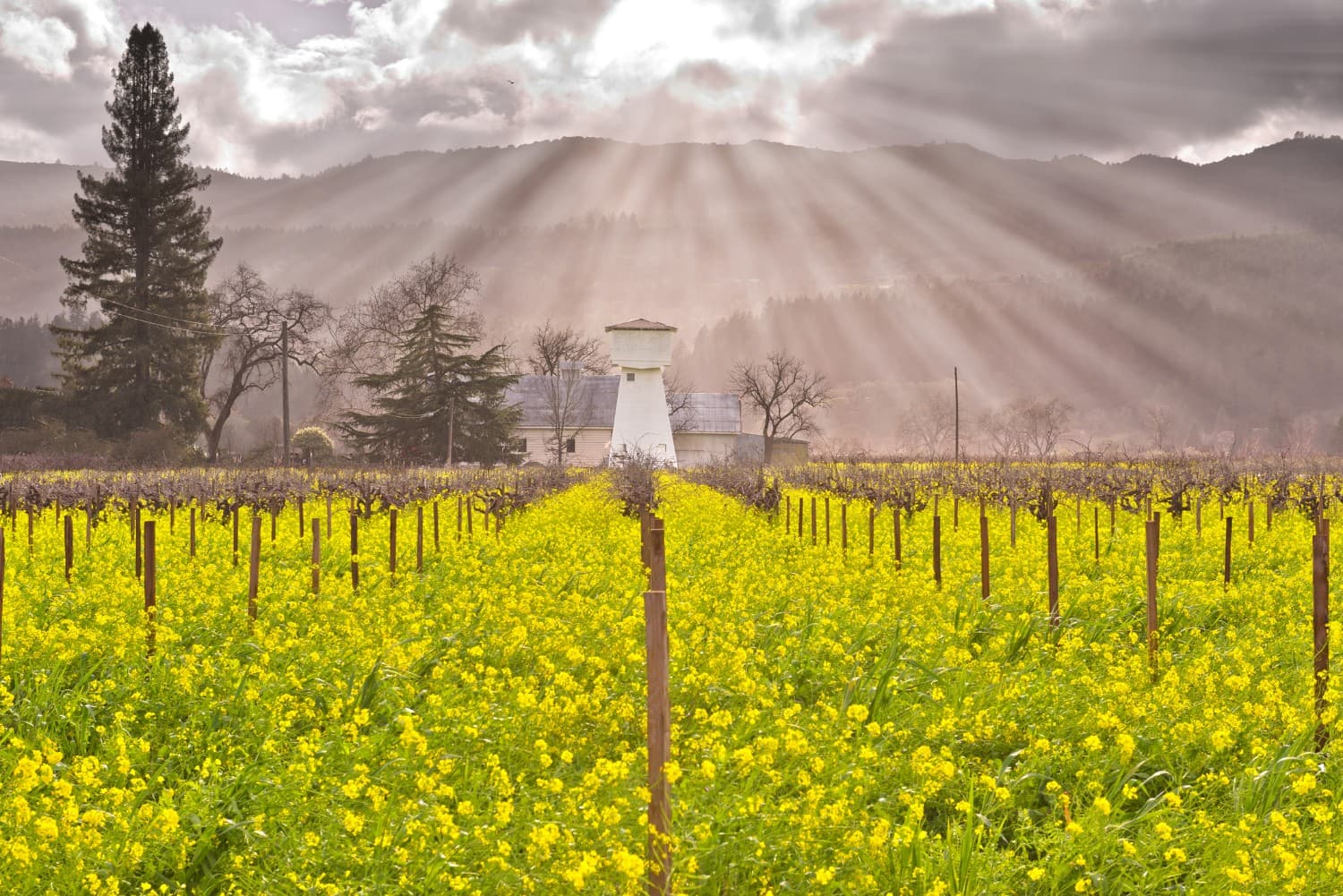 Flowers in a vineyard with the sun shining down