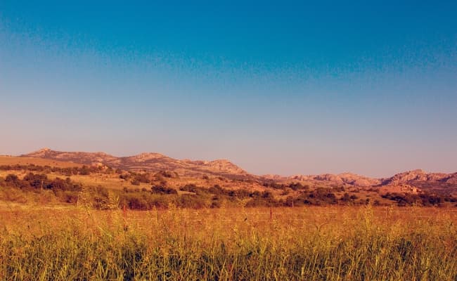 A wheat field overlooking mountains in the Southwest.