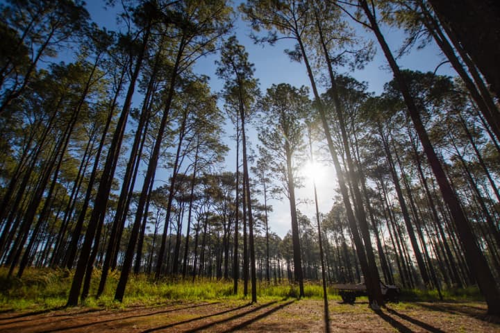 Pine trees with sunlight and blue sky