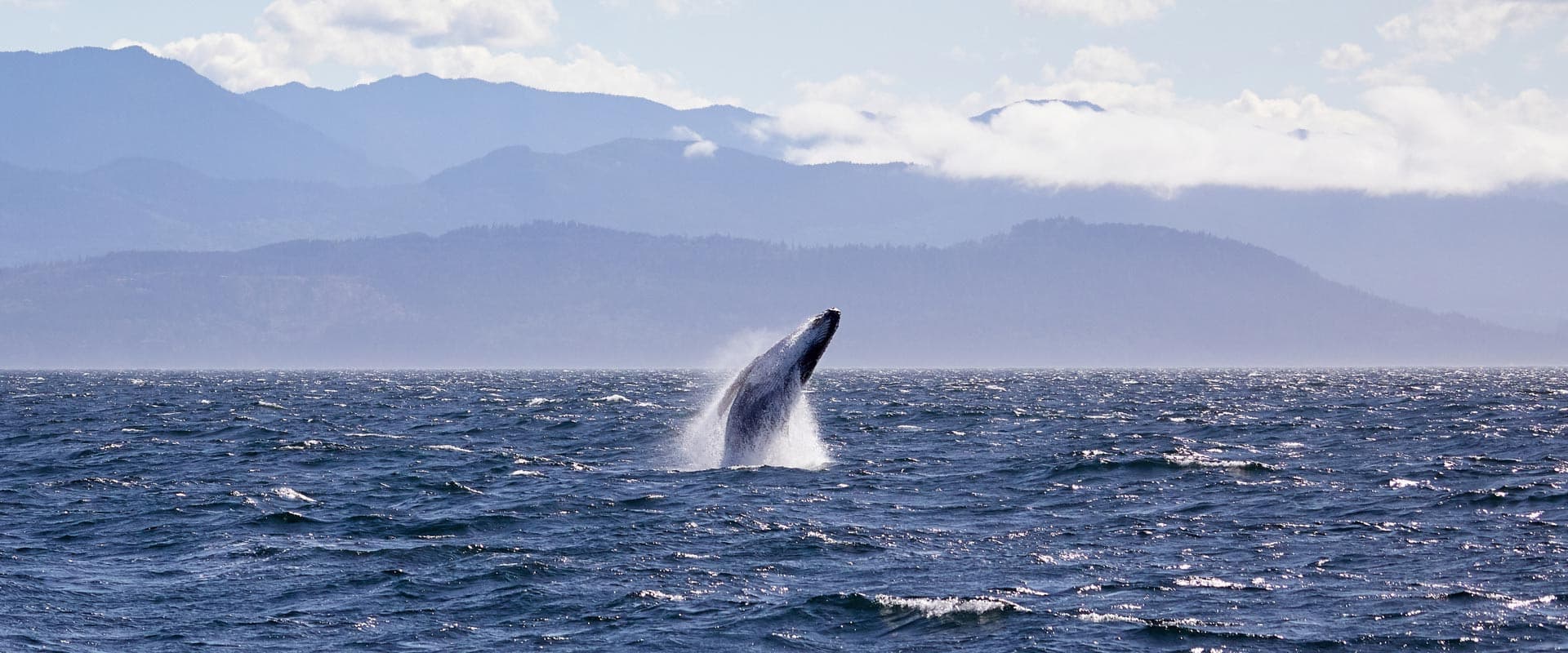 Whale watching in the Pacific Northwest