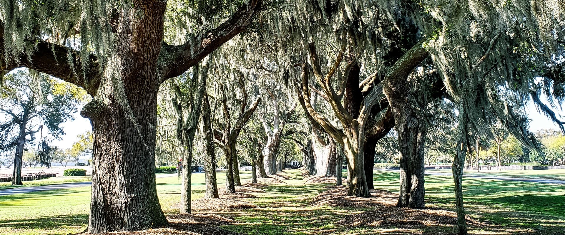 Row of oak treese