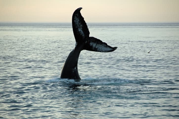 Tale of the Whale Trail