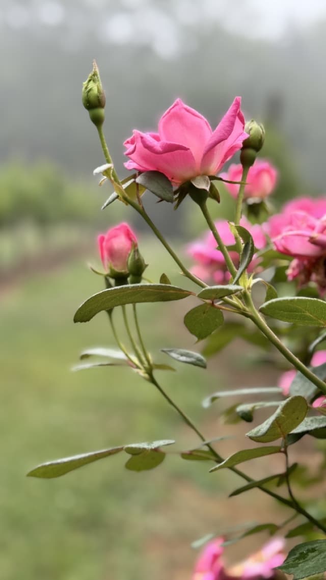 Blooming roses in vineyard