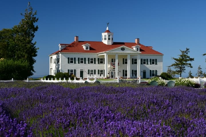 lavendar field