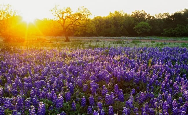 a field of purple flowers with the sun setting in the background on Texas Hill Country
