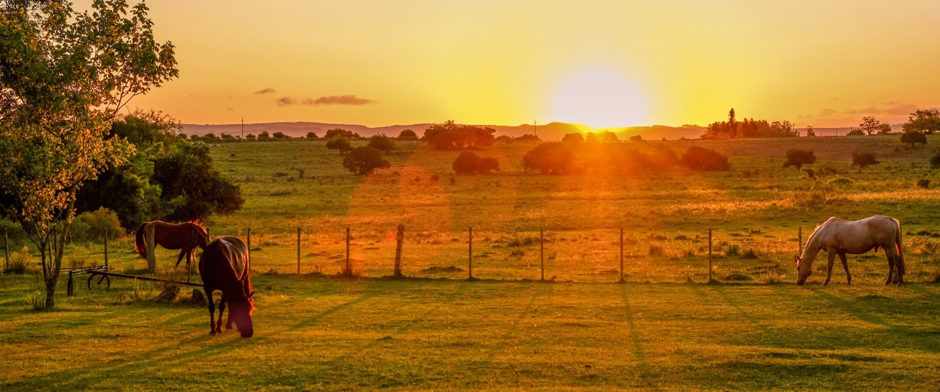 Horses on a farm at sunset