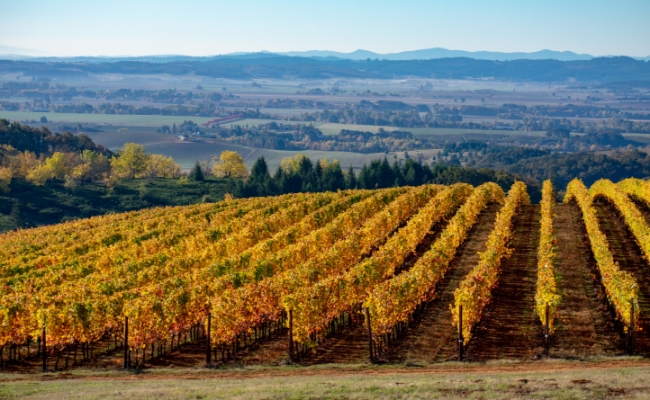 Vineyards in the fall in Oregon.