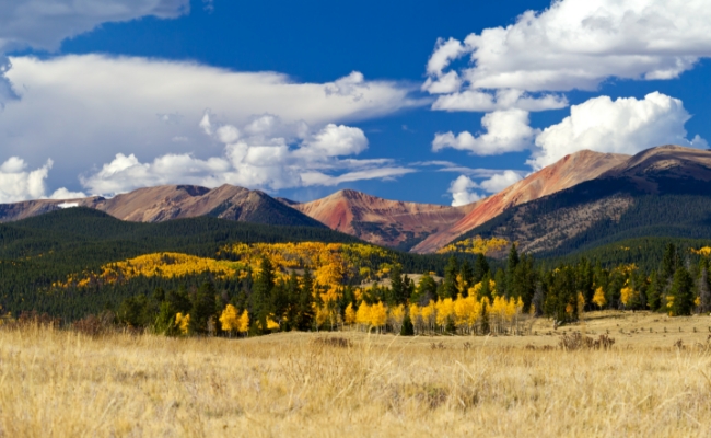 A forest below the Rocky Mountains in fall.