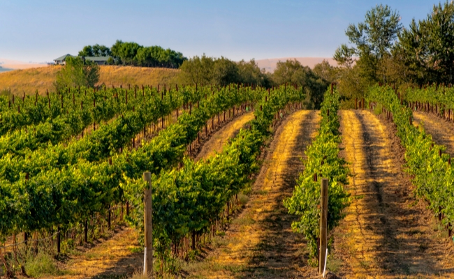 Vineyard at Washington Wine Country