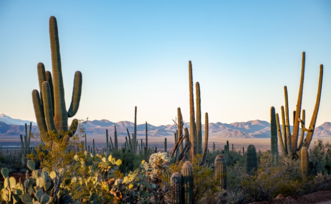 Arizona Desert Trending Destination