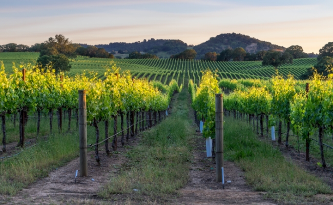 view of vineyard at California Wine Country