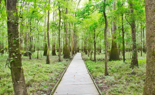 Congaree National Park Trending Destination