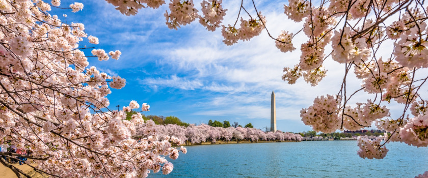 A view of the Washington Monument in the distance during spring in Washington D.C.