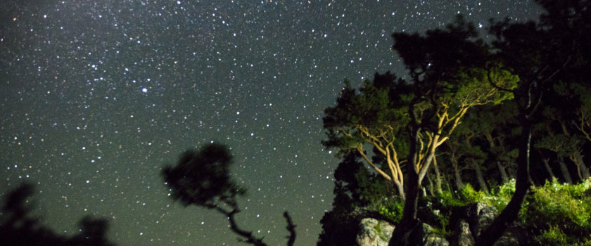 Looking up at the milky way at night from underneath trees