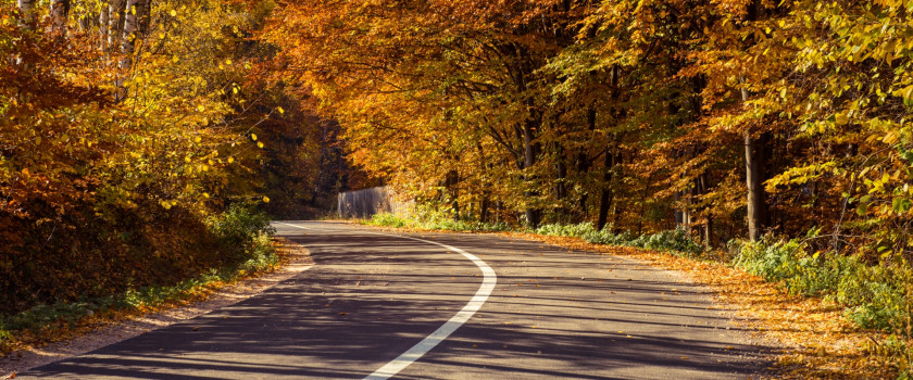 An empty road leading through fall foliage in a forest.