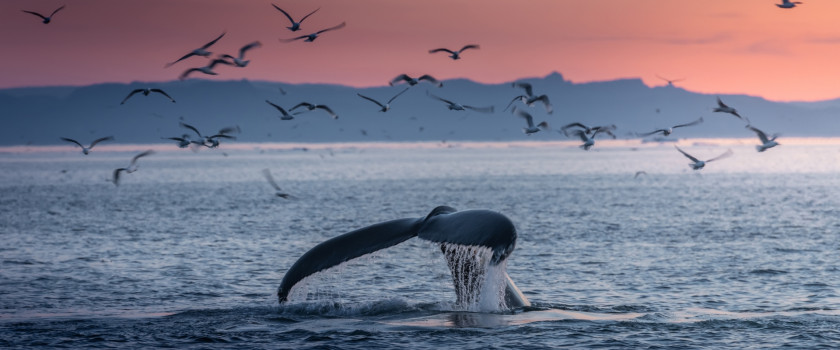A humpback whale swimming at sunset