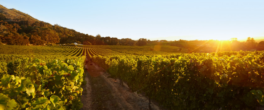 Field of grape vines under a clear blue sky