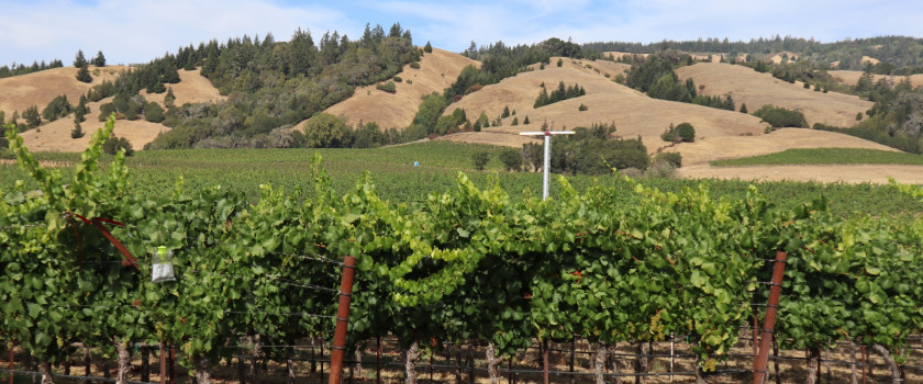 Vineyard rows landscape in Mendocino County