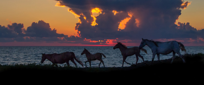 Silhouettes of horses running on a seashore at sunset