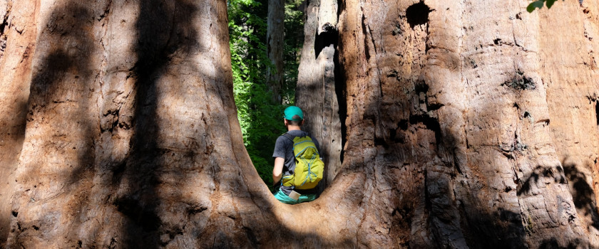 A tourist with a backpack sits on a sequoia tree in Redwood National Forest