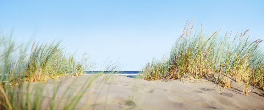 Sand dunes with grass on the beach.