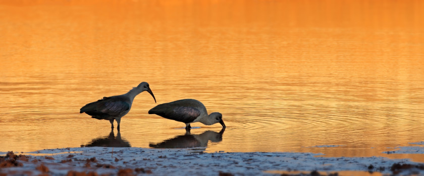 Two Hadeda Ibises in water at sunset