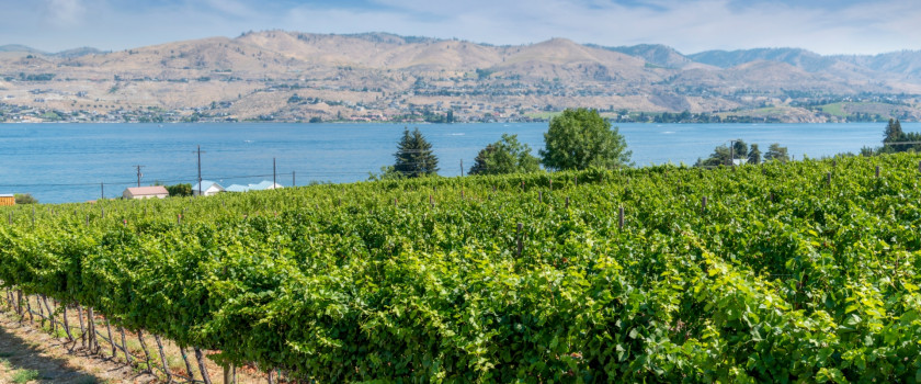 Vineyard grape vines at winery in arid East