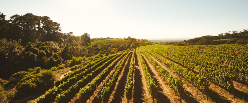 Grape cultivation for a winery