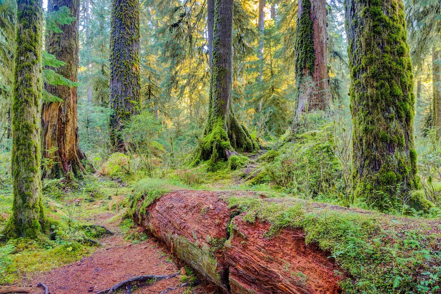 redwood forest