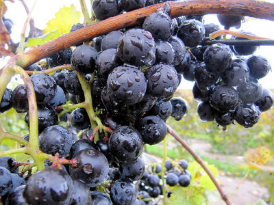 picture of grapes from a michigan winery