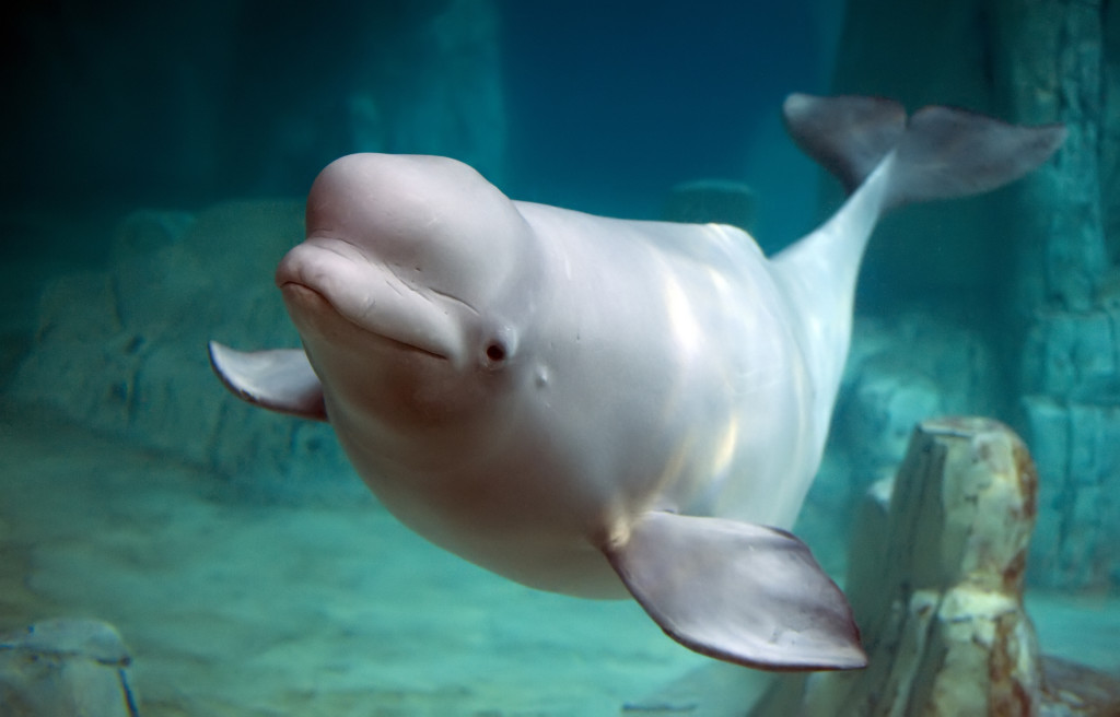 Dolphin at the Mystic Aquarium
