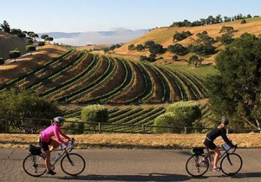 cycling in vineyards