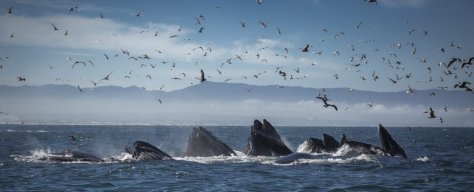 The Best Places for Whale Watching in Northern California | Select Registry