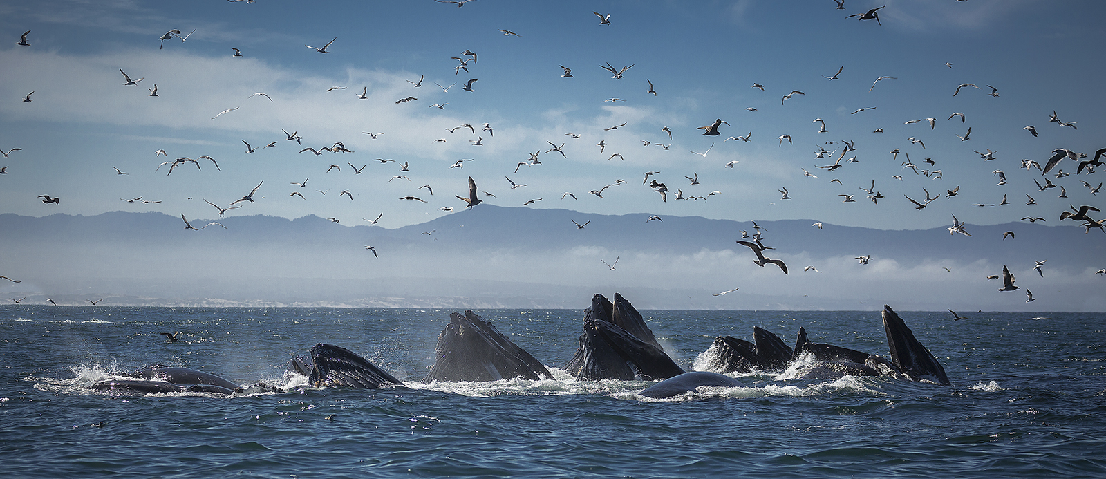The Best Places for Whale Watching in Northern California Select Registry