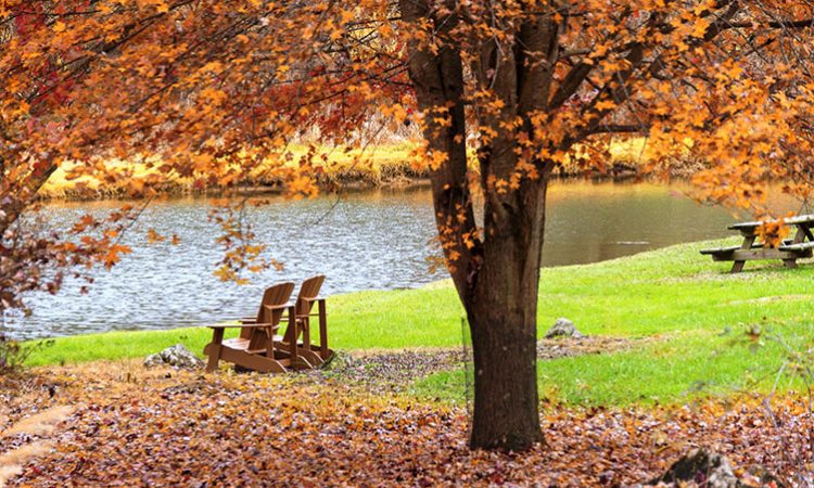Beautiful tree in the autumn with orange leaves surrounded by fallen leaves, two adirondack chairs, green grass and a lake in the fall with