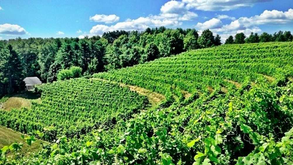 Vineyard