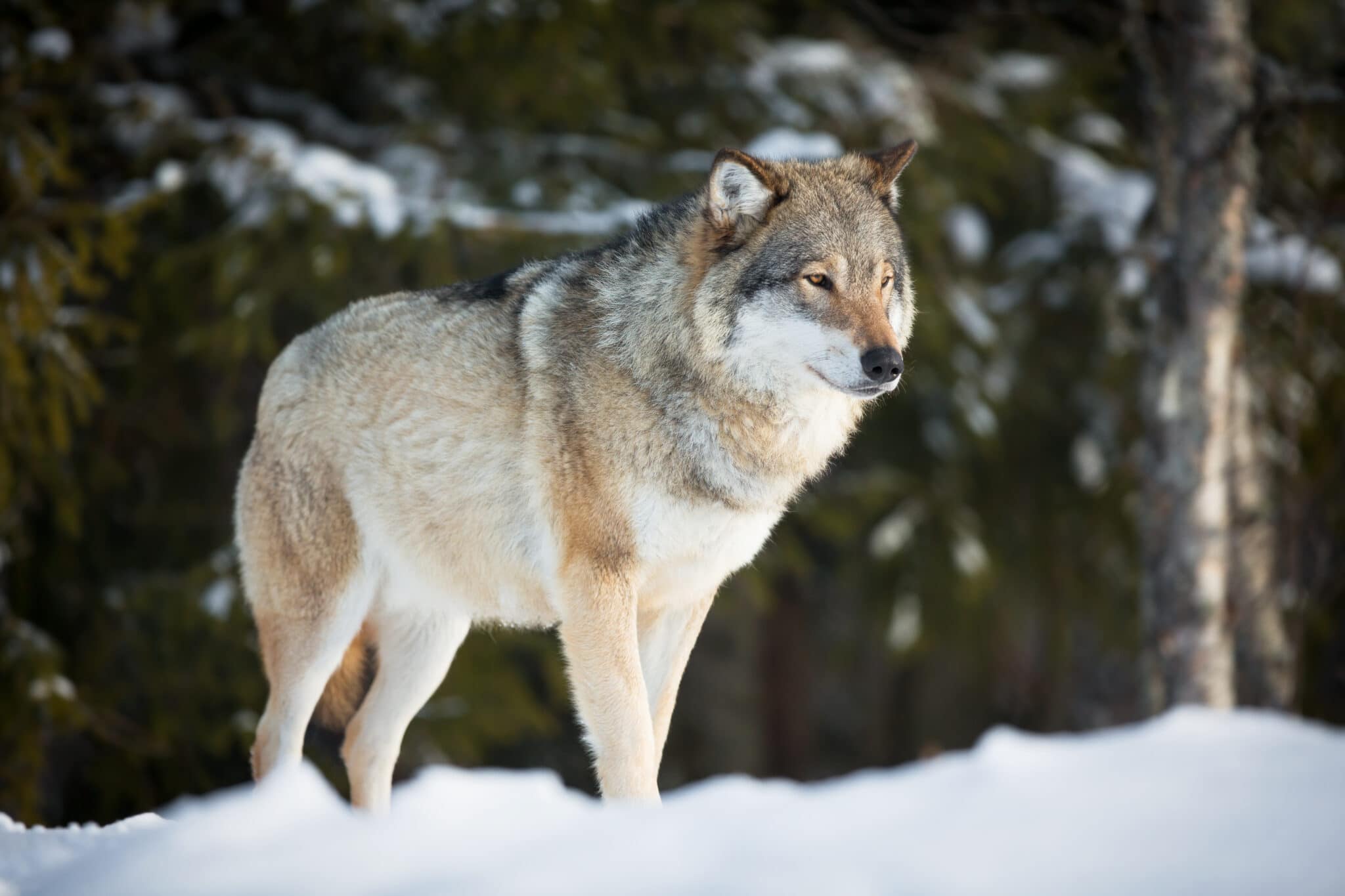 wolf in snow