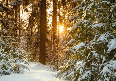 Beautiful winter landscape with the forest and sunset . Winter rural landscape with snow and trees in the forest . Frosty wintry evening sunset in the coniferous forest