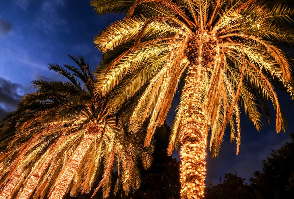 christmas lights on palm trees during christmas in florida 