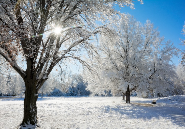 A snowy winter scene along in a park with the snow clinging to the trees and the sun shining through the trees.
