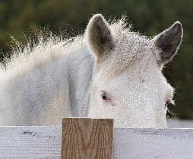 Ponywhite