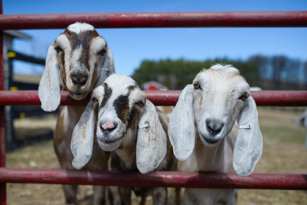 goats