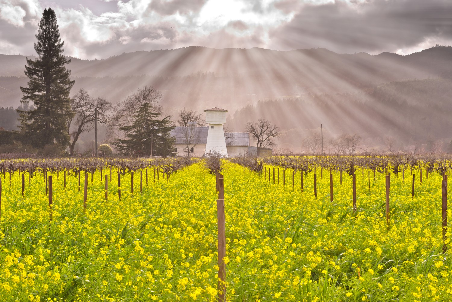 Napa Valley vineyards and mustard yellow flowers beneath a beautiful light pouring from the sky