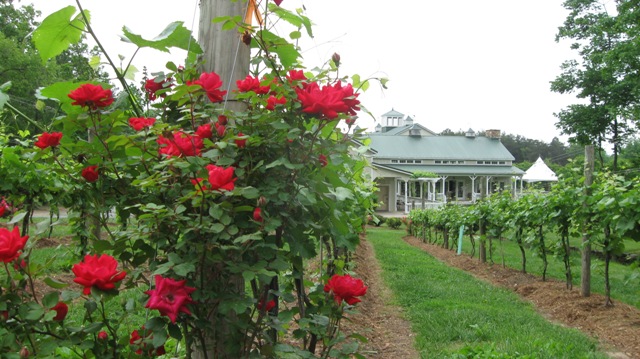 Vineyard with grape vines and rose bushes with white building in the background